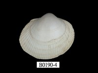 藏品(薄殼鳥尾蛤)的圖片